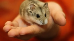 Koliko let dela djungariki živijo v naravi in doma